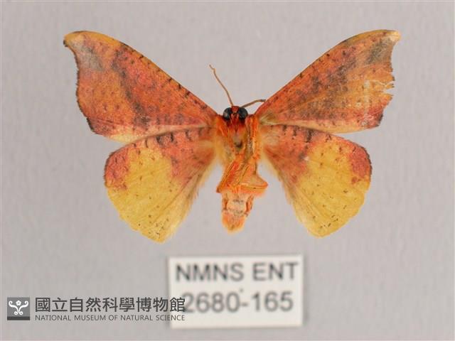 接骨木帶鉤蛾藏品圖，第2張