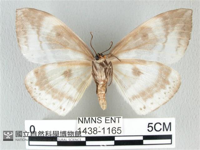 圓翅大鉤蛾藏品圖，第2張