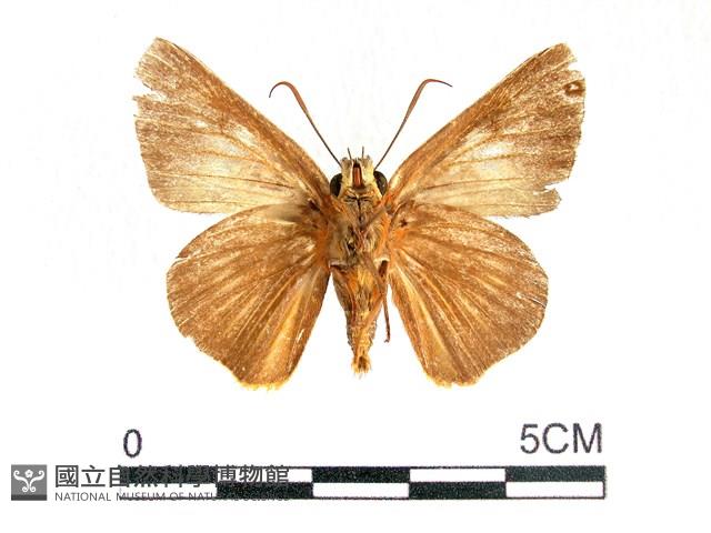 橙翅傘弄蝶藏品圖，第2張