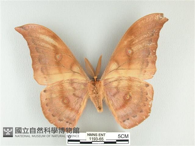 大透目天蠶蛾藏品圖，第2張