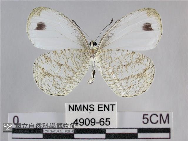 纖粉蝶、黑點粉蝶藏品圖，第2張