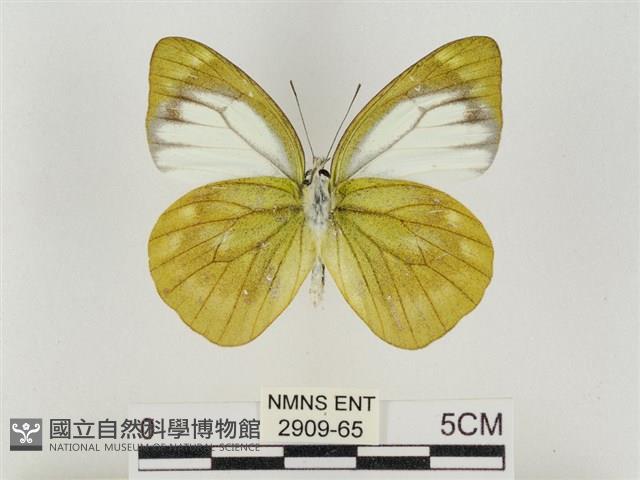 淡褐脈粉蝶藏品圖，第2張