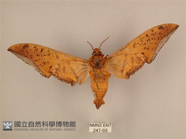 臺灣鷹翅天蛾藏品圖，第2張
