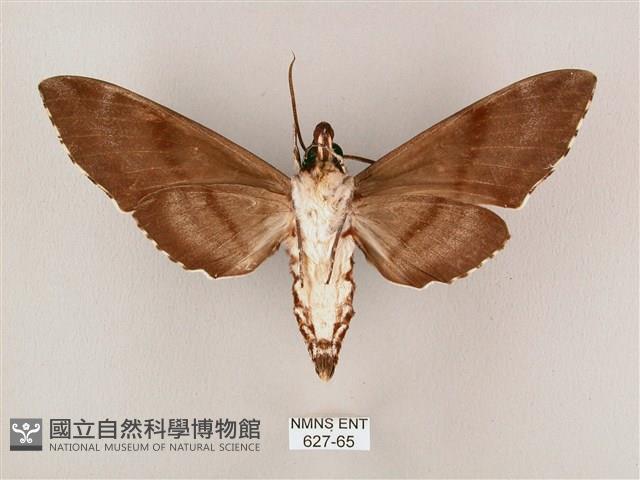 粗斜紋天蛾藏品圖，第2張