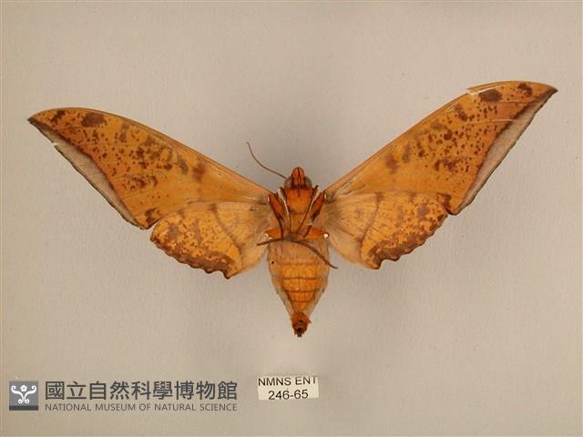 臺灣鷹翅天蛾藏品圖，第2張