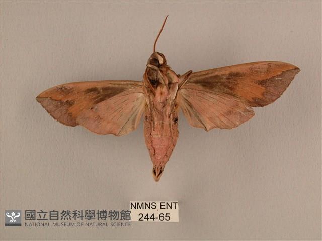 背中白天蛾藏品圖，第2張