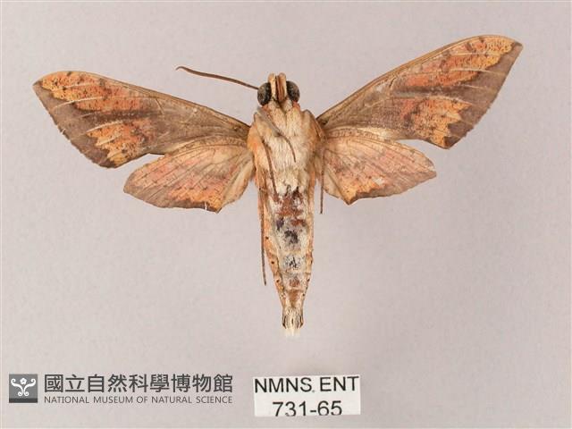 臺灣白肩天蛾藏品圖，第2張