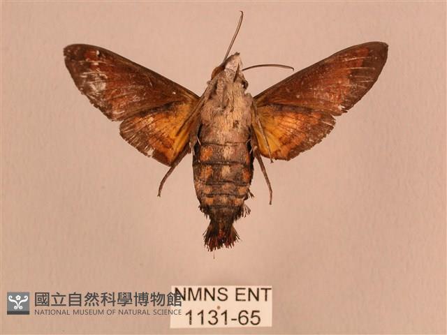 黃斑長喙天蛾藏品圖，第2張