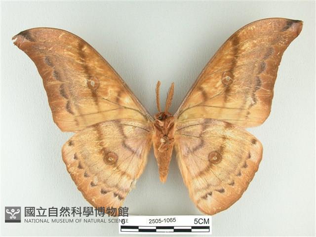 大透目天蠶蛾藏品圖，第2張