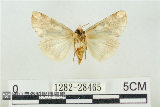 連珠波紋蛾藏品圖，第2張