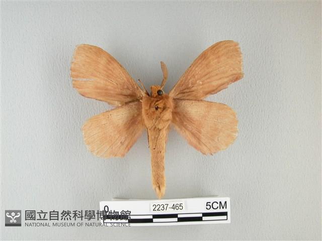 波紋枯葉蛾藏品圖，第2張