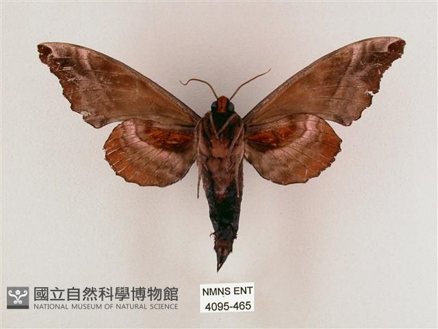 盾天蛾藏品圖，第2張