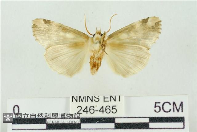 連珠波紋蛾藏品圖，第2張