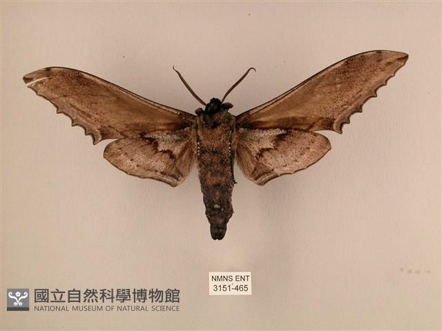 臺灣鋸翅天蛾藏品圖，第2張