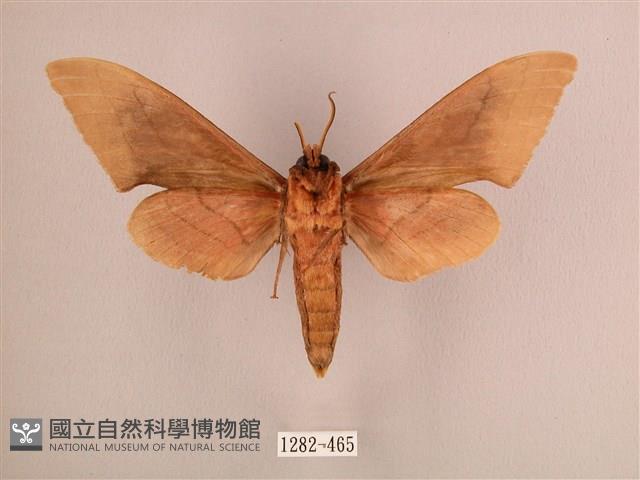 直翅六點天蛾藏品圖，第2張