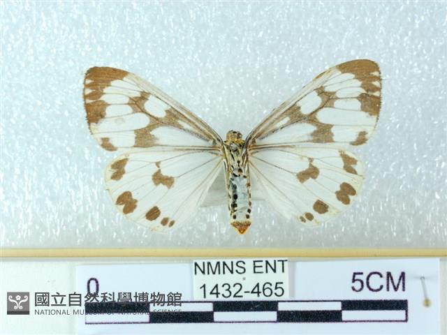 粉蝶燈蛾藏品圖，第2張