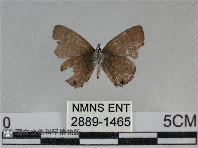 波灰蝶藏品圖，第2張