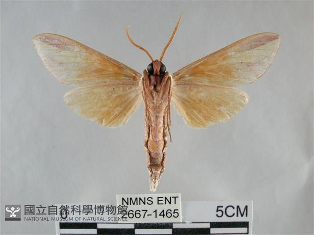 雙黃條天蛾藏品圖，第2張