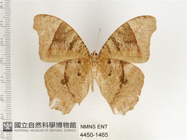 暮眼蝶、樹蔭蝶藏品圖，第2張