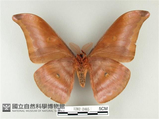 紅目天蠶蛾藏品圖，第2張