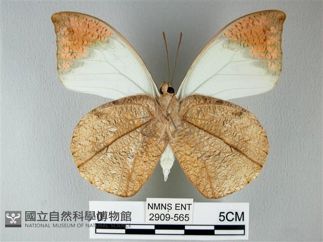 橙端粉蝶、端紅蝶藏品圖，第2張