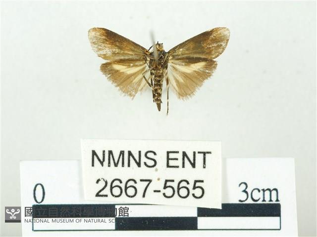 叉紋閃舞蛾藏品圖，第2張