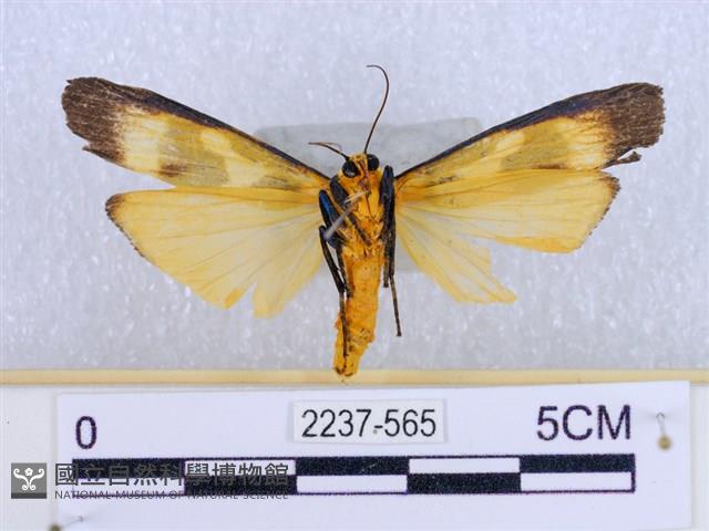 閃光苔蛾藏品圖，第2張