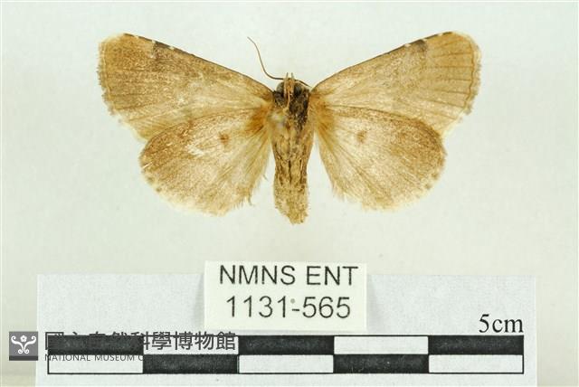 臺灣斑蕊夜蛾藏品圖，第2張