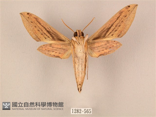 棕綠背線天蛾藏品圖，第2張