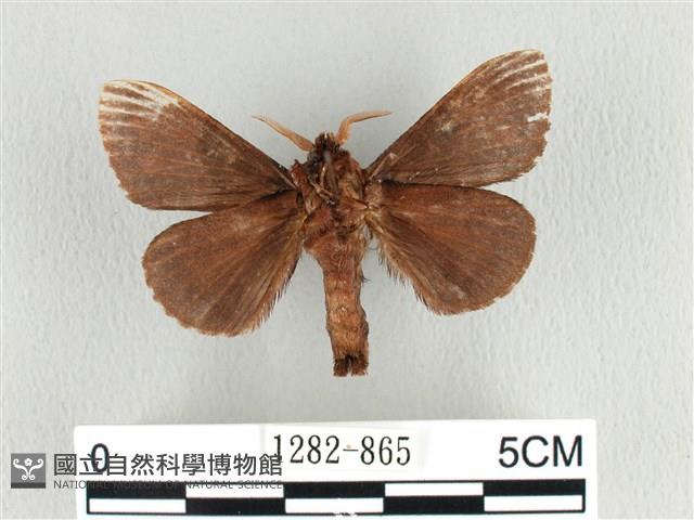 大斑Y毛蟲藏品圖，第2張