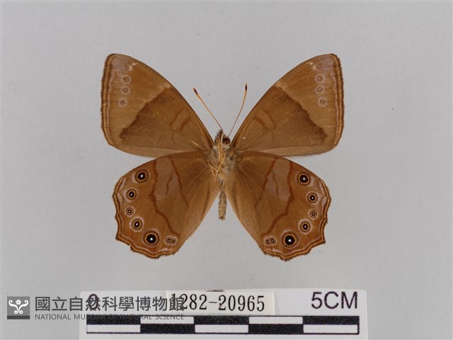 深山黛眼蝶藏品圖，第2張