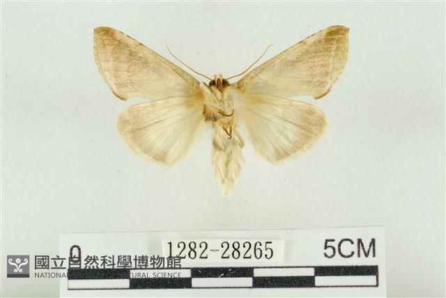印華波紋蛾藏品圖，第2張