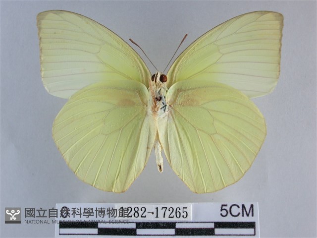 遷粉蝶、淡黃蝶藏品圖，第2張