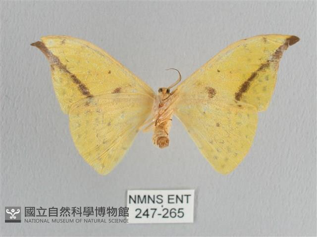 黃鉤蛾藏品圖，第2張