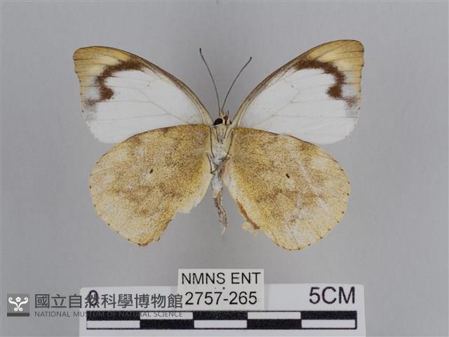 雲紋尖粉蝶藏品圖，第2張