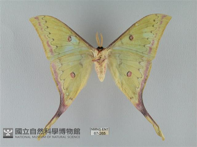 臺灣長尾水青蛾藏品圖，第2張