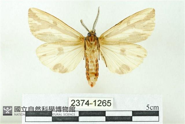 赭新污燈蛾藏品圖，第2張