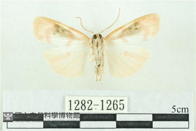 臺雪苔蛾藏品圖，第2張