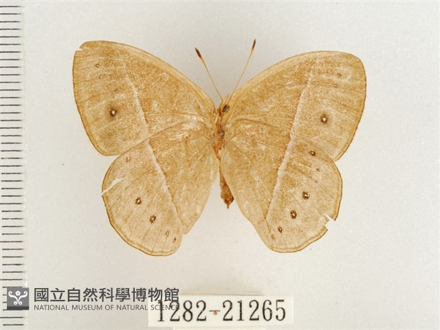 淺色眉眼蝶藏品圖，第2張