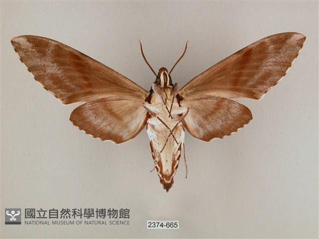 粗斜紋天蛾藏品圖，第2張