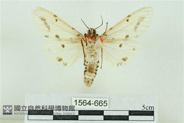 菊池污燈蛾藏品圖，第2張