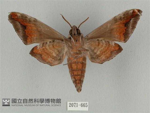 全緣缺角天蛾藏品圖，第2張