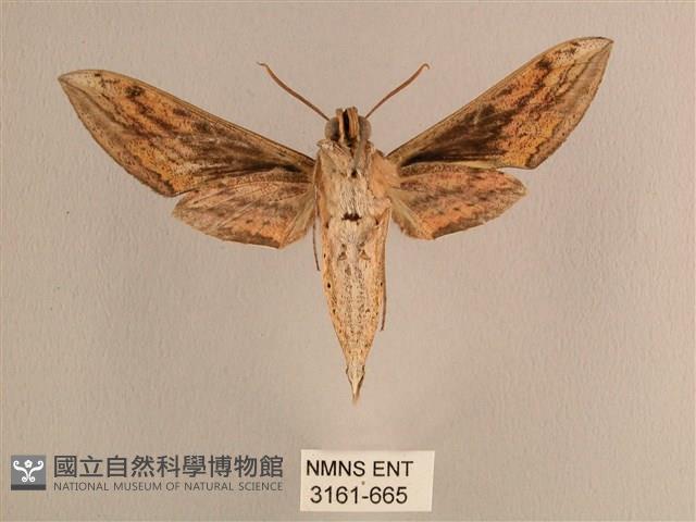 背線天蛾藏品圖，第2張