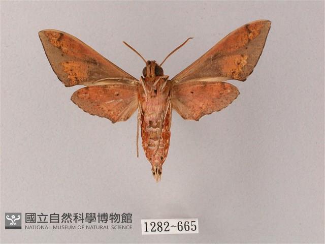 雙斑白肩天蛾藏品圖，第2張