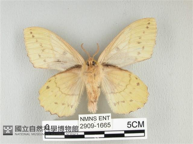 青枯葉蛾藏品圖，第2張