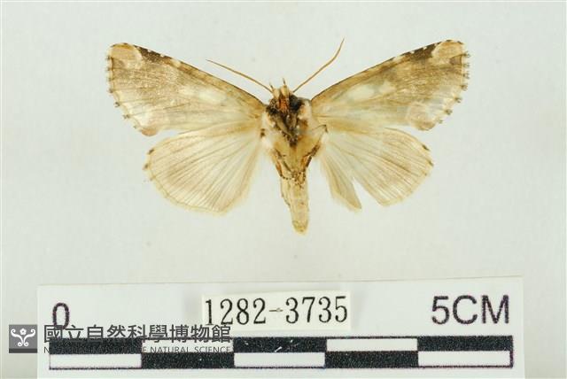 連珠波紋蛾藏品圖，第2張