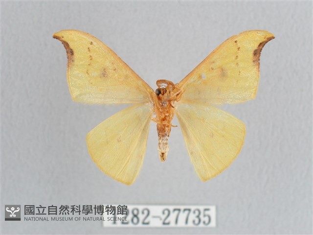 彎黑黃鉤蛾藏品圖，第2張