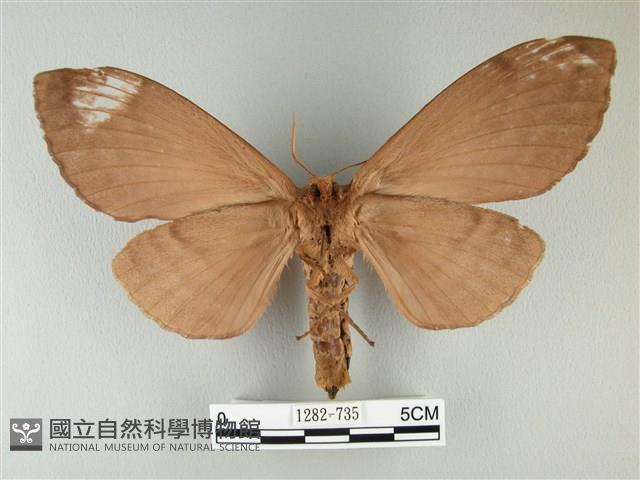 波紋枯葉蛾藏品圖，第2張