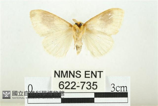 寬紋黃毒蛾藏品圖，第2張