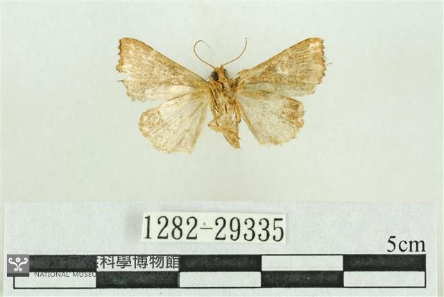弧角散紋夜蛾藏品圖，第2張